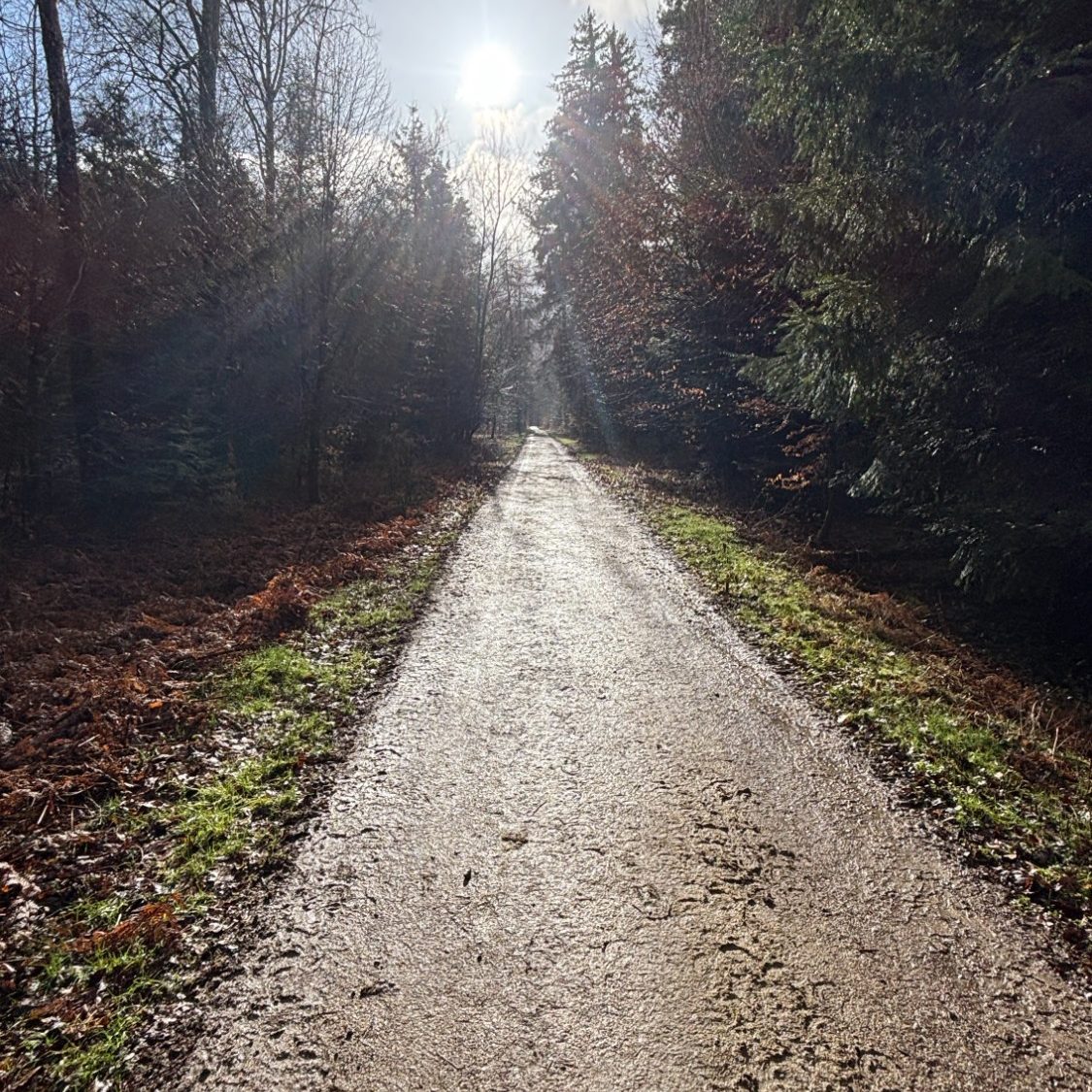 Waldspaziergang am Bach